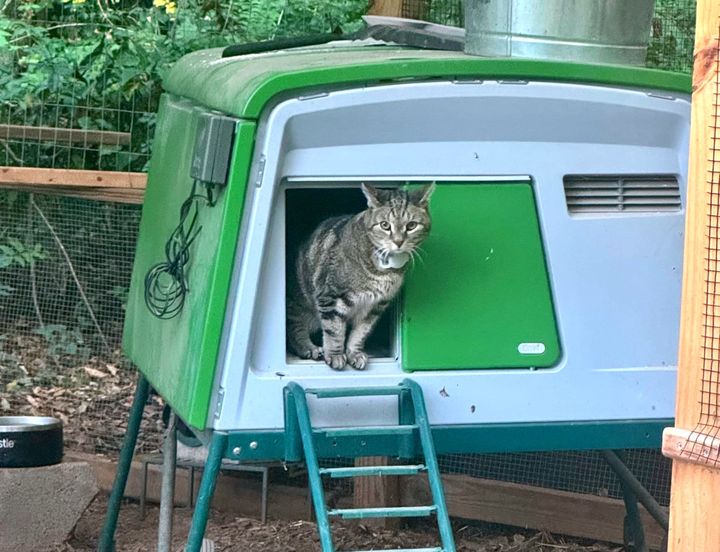 A brown tabby cat sitting in the entrance to a green and gray chicken coop