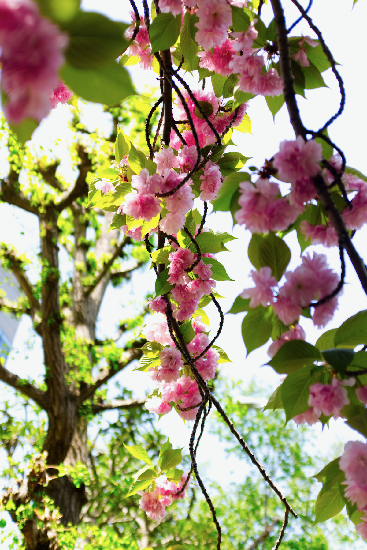 A cherry blossom in the foreground.