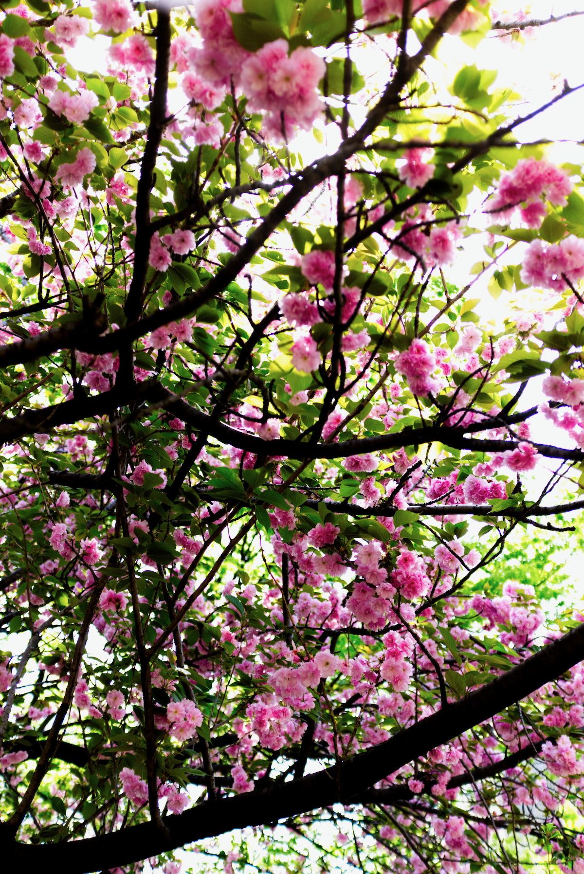 A tree canopy with Cherry Blossoms