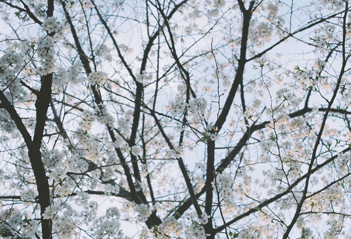 Sakura 〈桜〉am Senzoku-ike