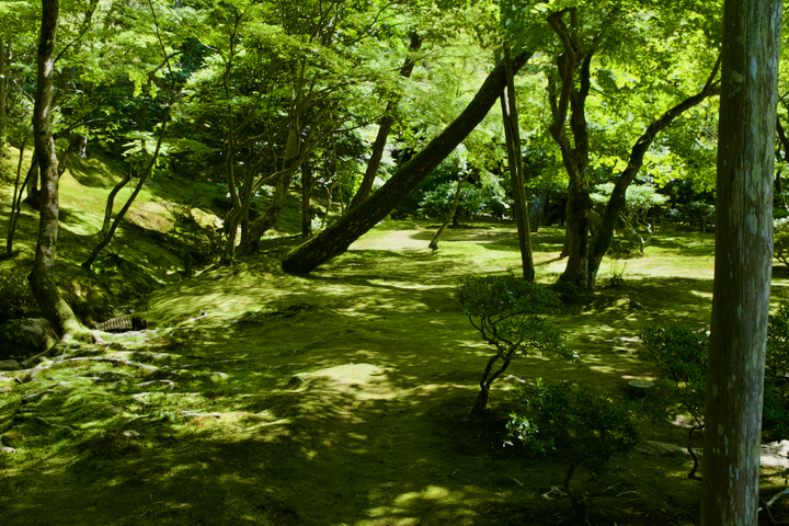 We'll always have Kyoto 〈京都〉