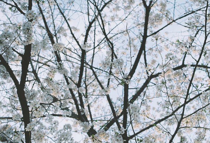 Sakura 〈桜〉am Senzoku-ike