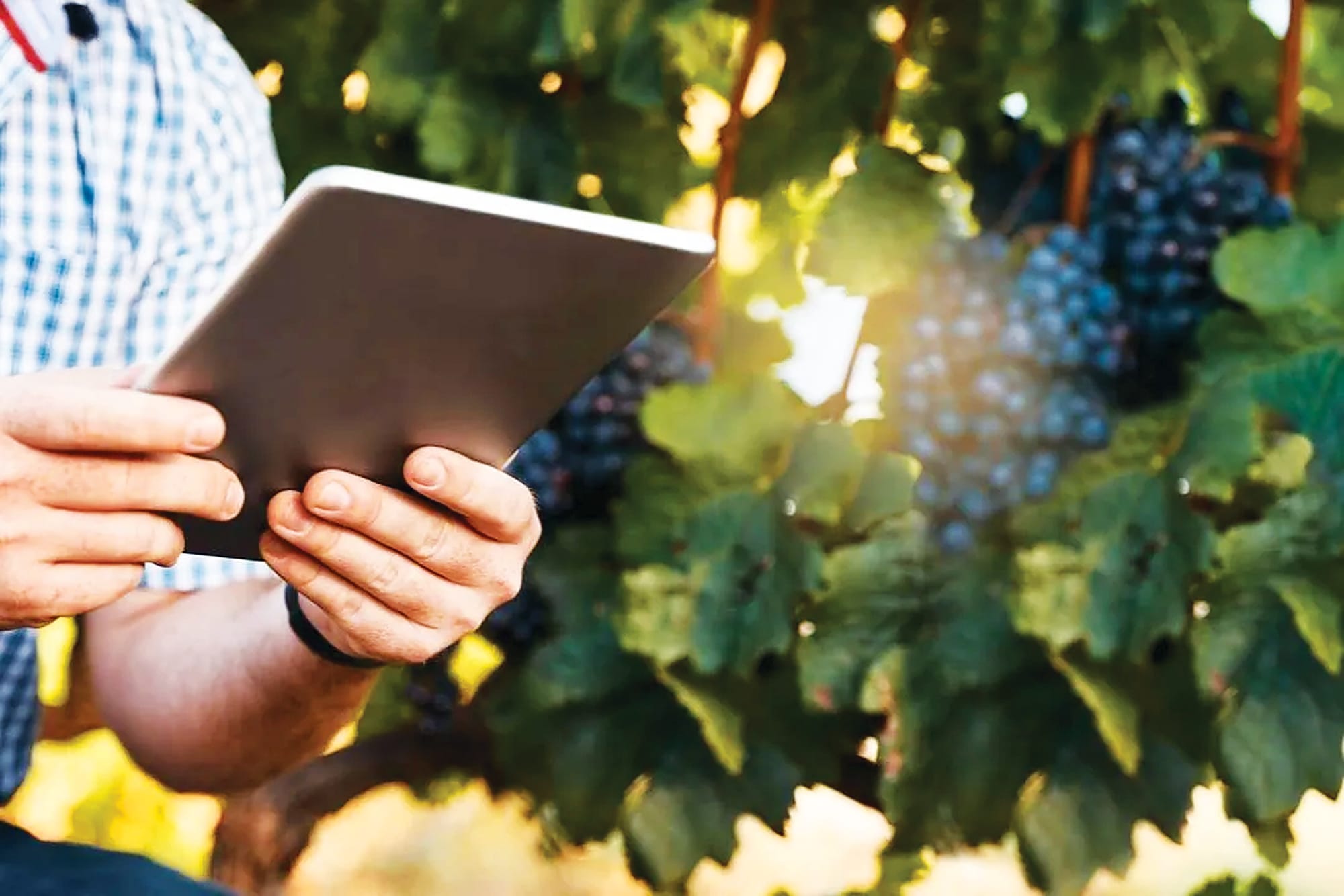 Australia’s first DNA-based grapevine clonal identification service