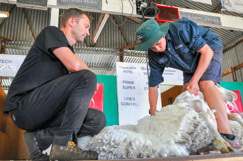 Shear your way to success with labour shortage expected on sheep farms