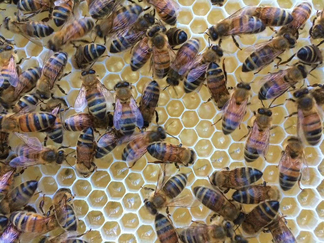 Rural Aid assistance for bee industry