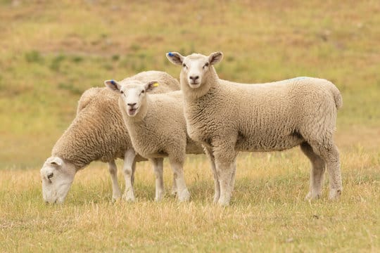 MLA’s Sheep Genetics program goes from strength to strength