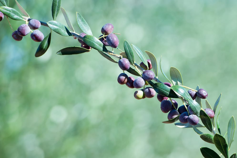 Olive Grove’s new era