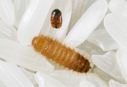 National prevention plan to battle the khapra beetle