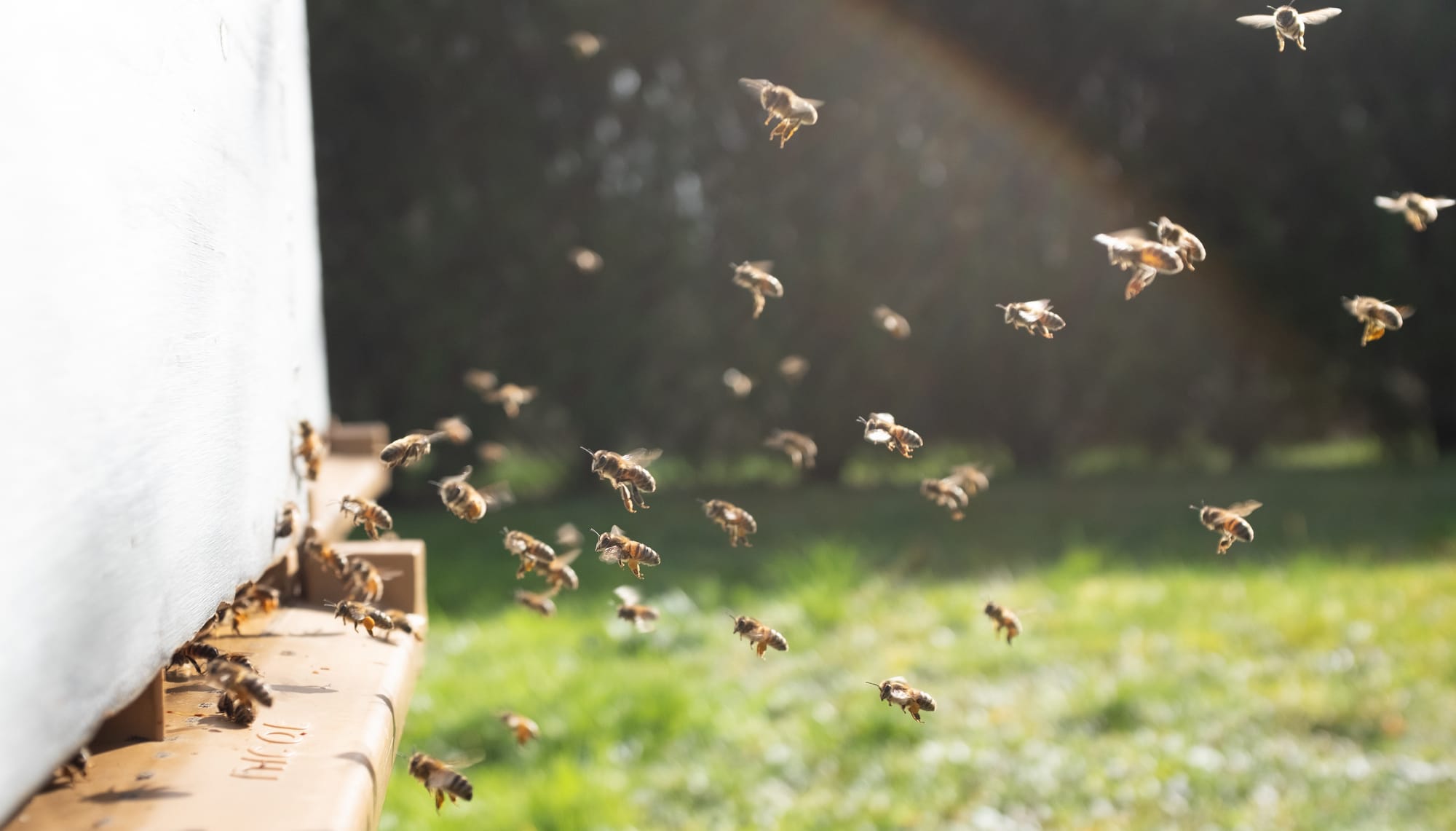 Next steps in preparing SA for varroa mite