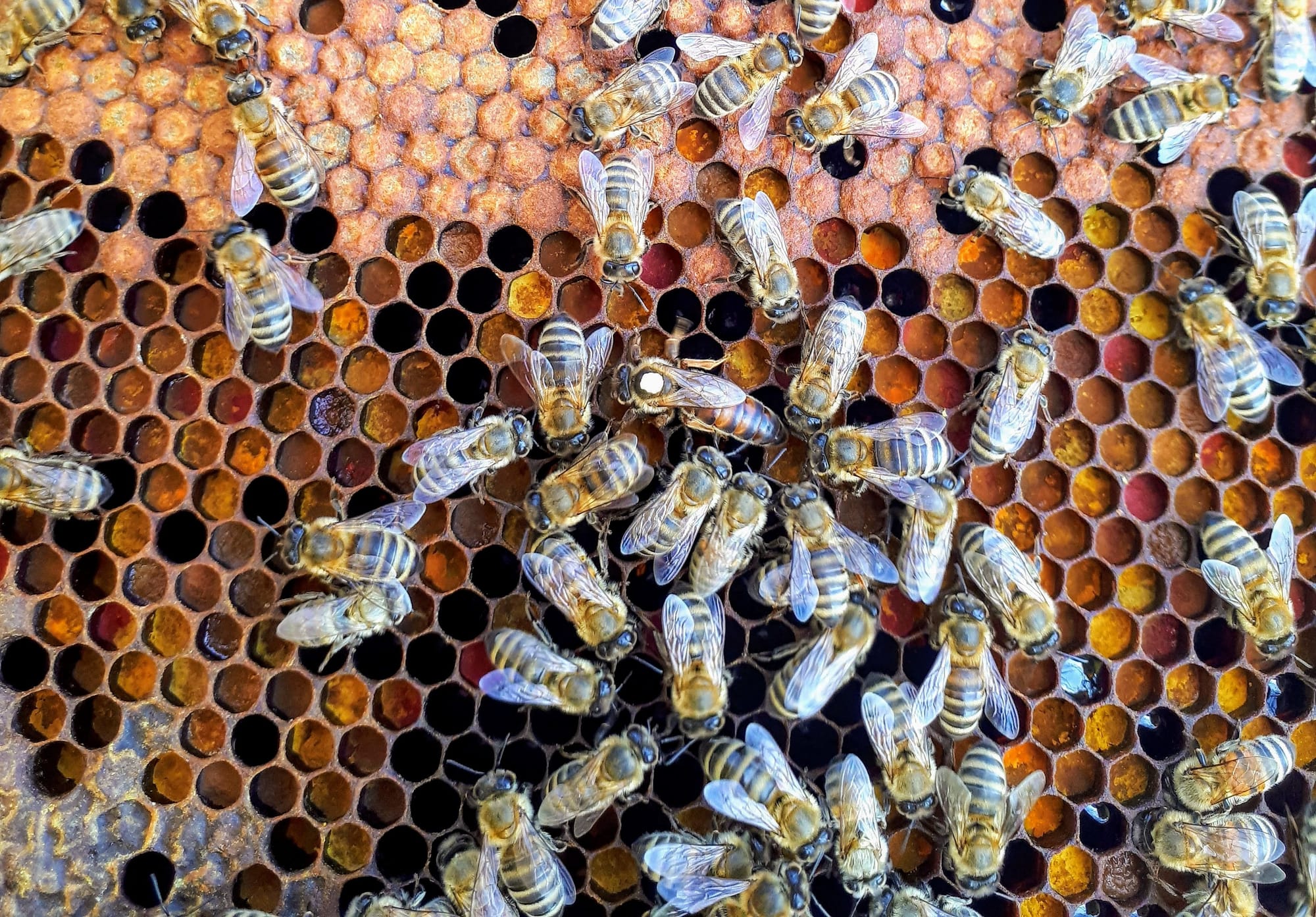 ‘Destructor’ mite detection puts SA beekeepers on alert