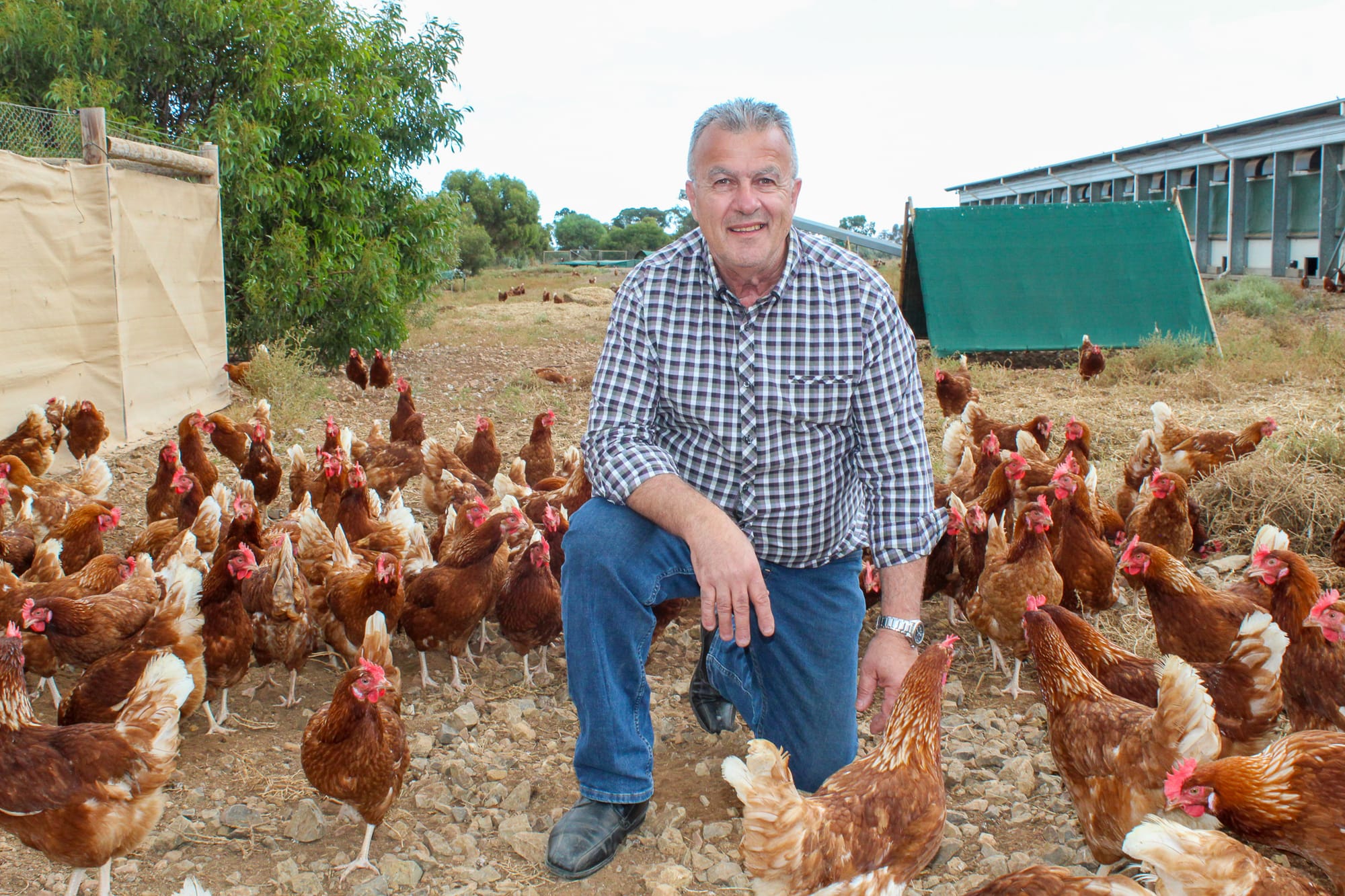Dawn of sustainable Day for egg industry