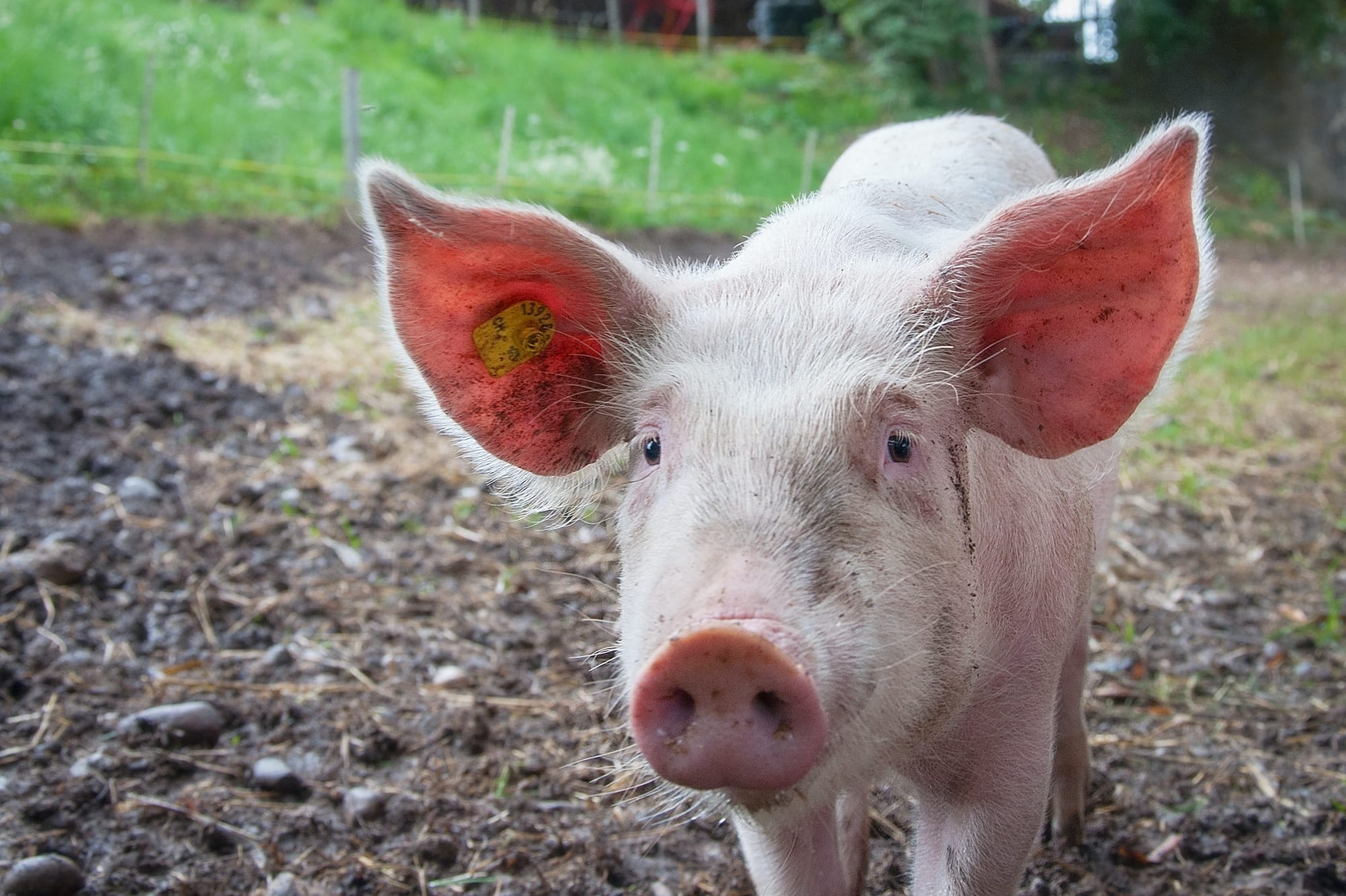 Vaccine created to protect pigs from JEV
