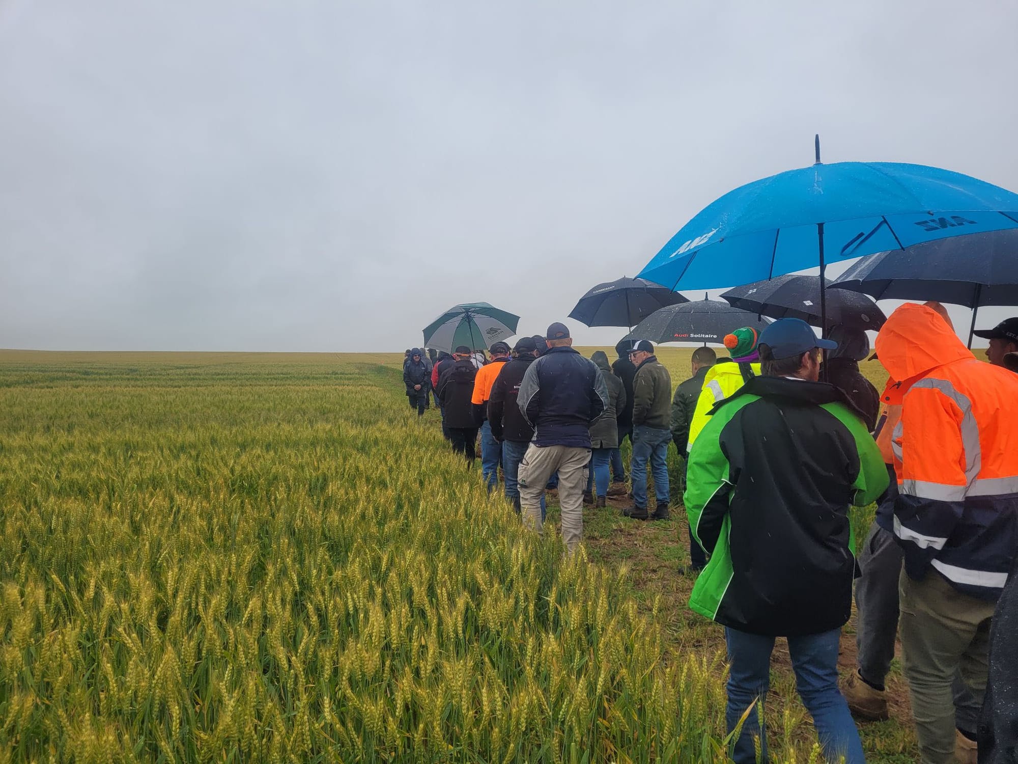 Mallee farmers take Crop Walk win