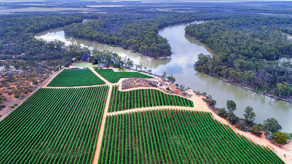 No tank space for Riverland grapes, no demand for local wines… Growers ‘under siege’