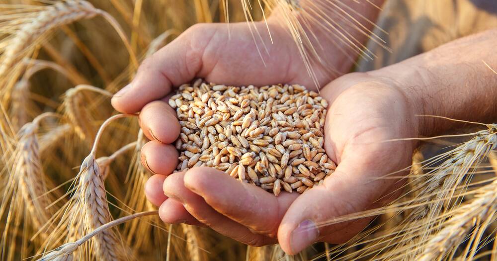 GPSA launches Seed Register to help drought-affected growers
