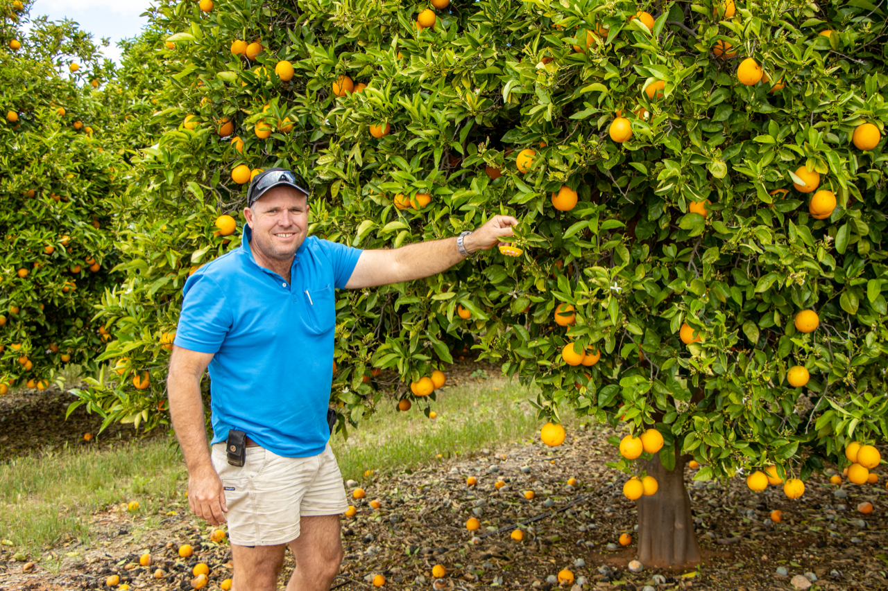 Growers bank on fruit fly taking the bait