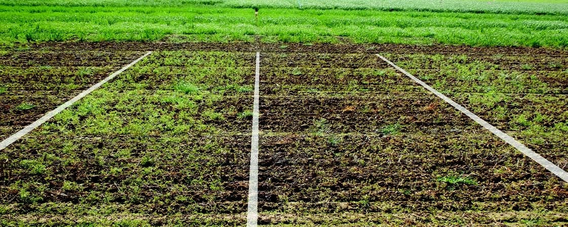 New tank mix partner a ‘priority’ for broadleaf weeds