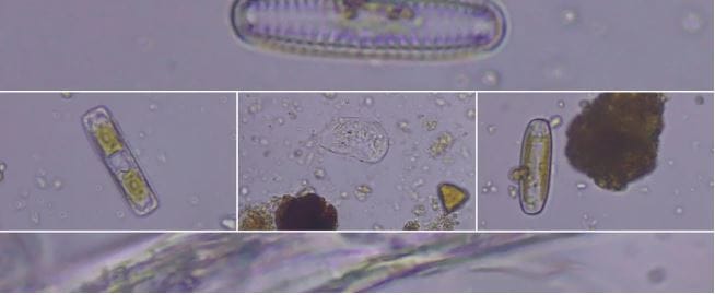 Soil microbes - farming with your underground livestock for healthy soil