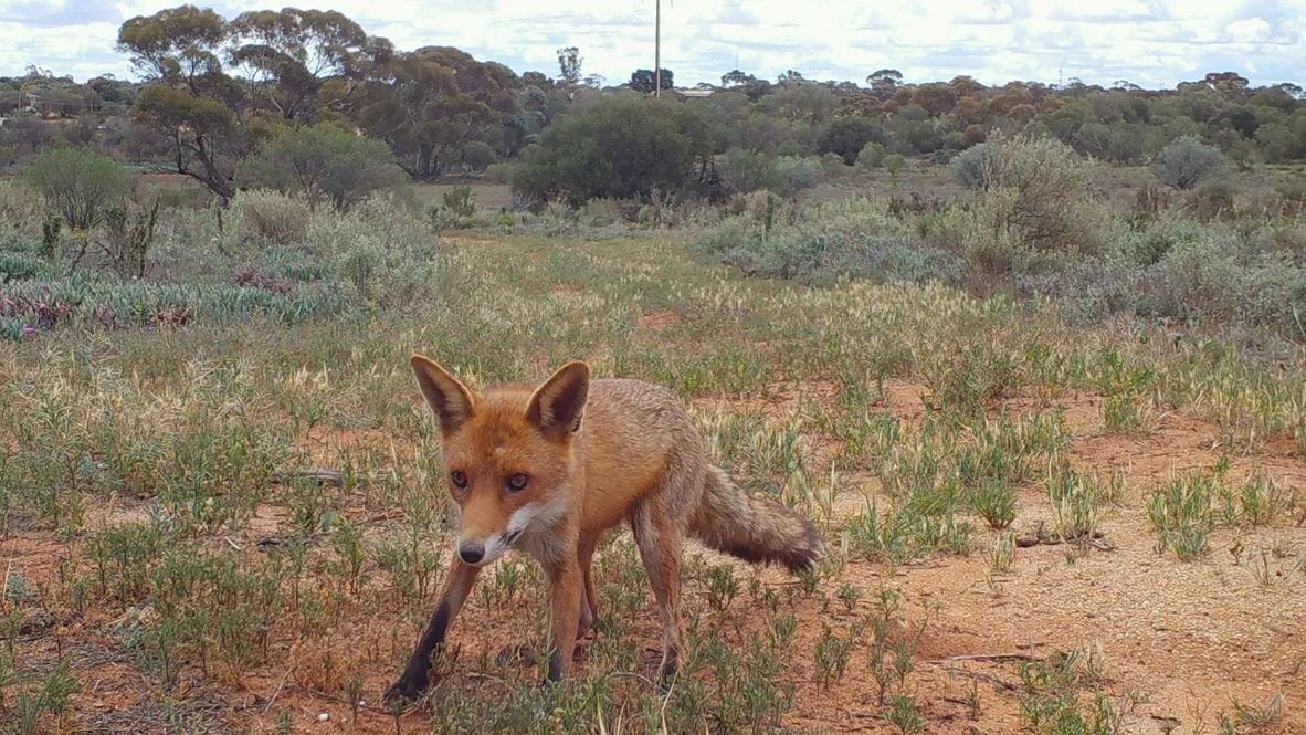 Foxes heading for their baited homes