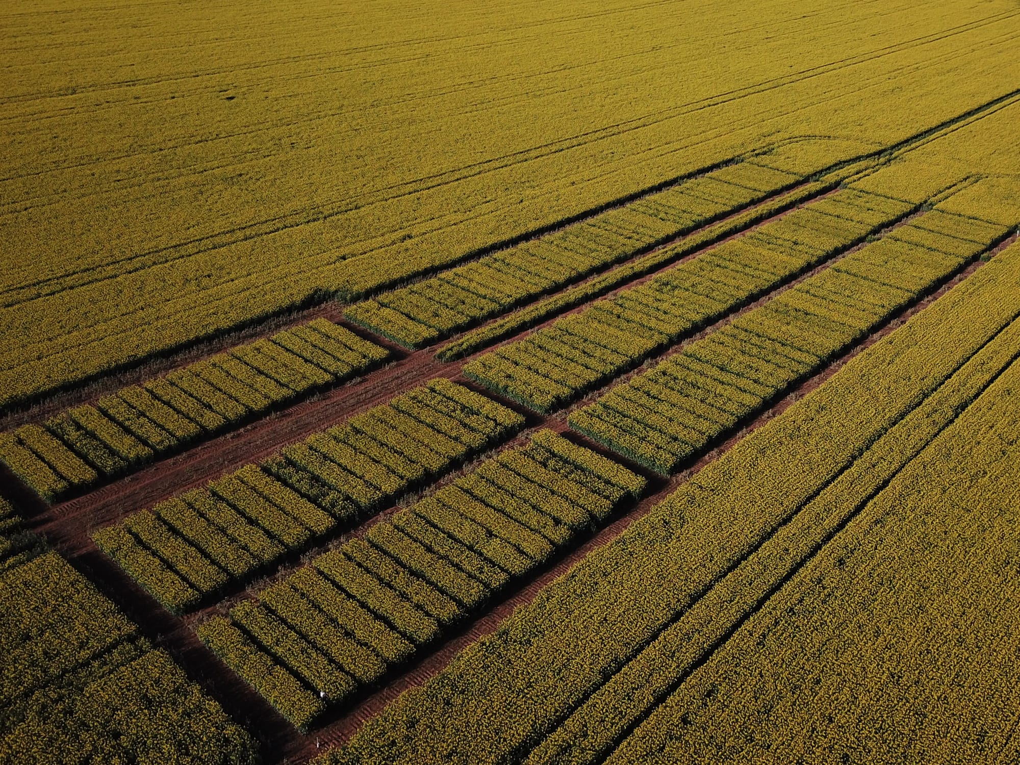 SA sowing guide helps pick winners