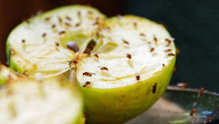 Maintaining vigilance in fruit fly outbreaks