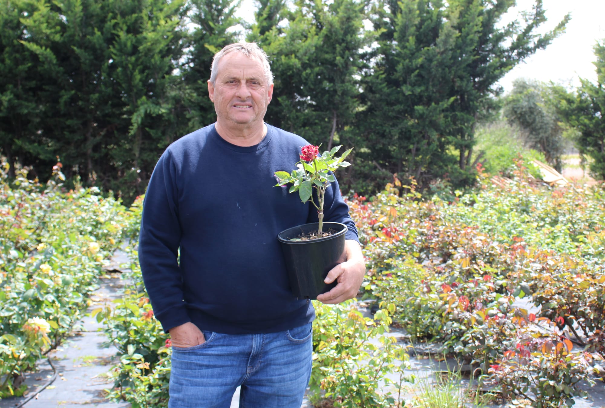 For the love of roses, farm blooms