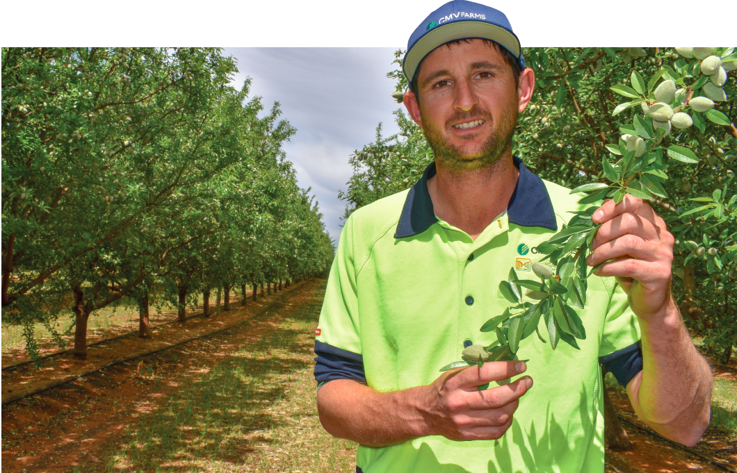 From dust to bustling almond farm with 340,000 trees