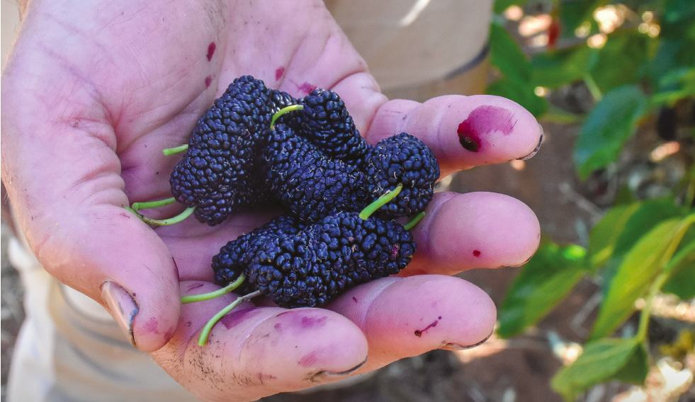 Little to mull over in the move to mulberries