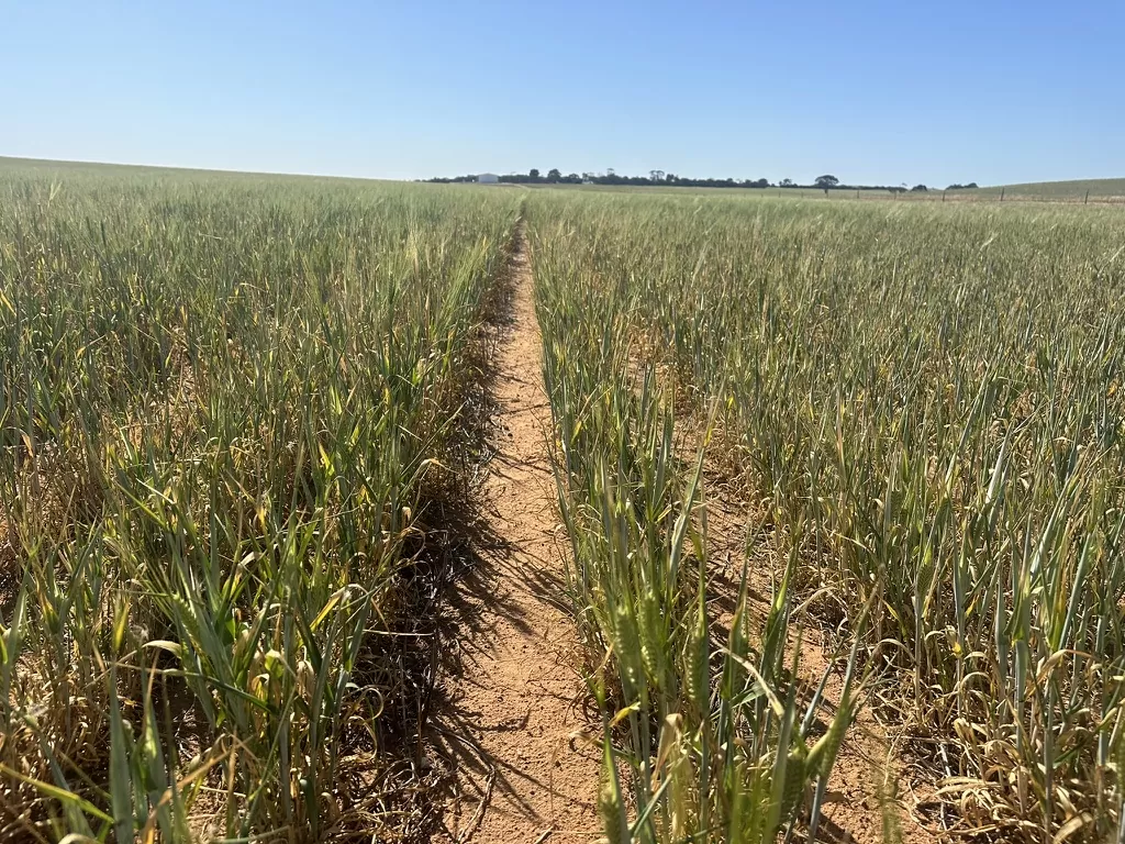 Understanding nutrient removal and maximising input efficiency for 2025