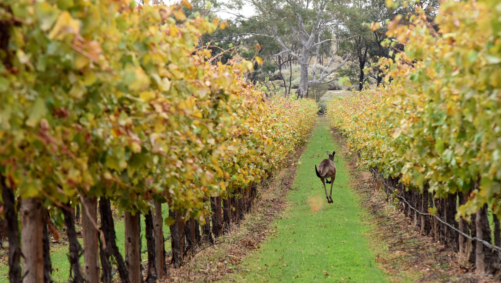 Pouring into a new era at Freestone Estate