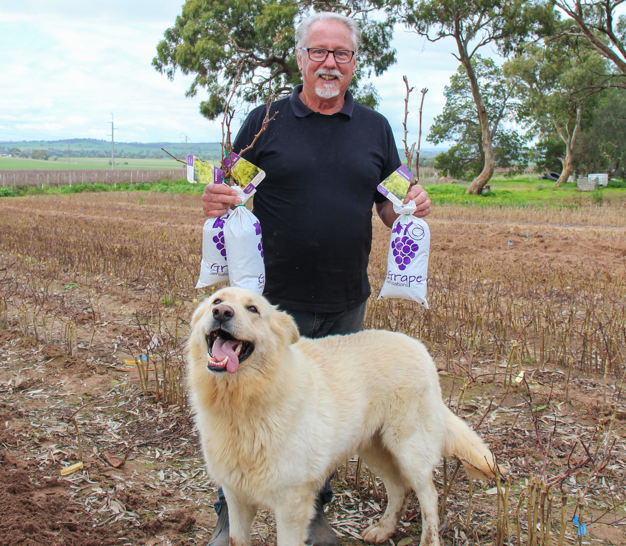 Next best grape starts here