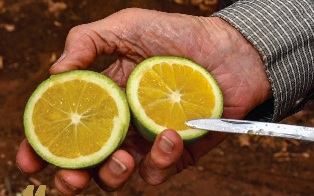 The cultivar king's legacy: study, experimentation and improvement