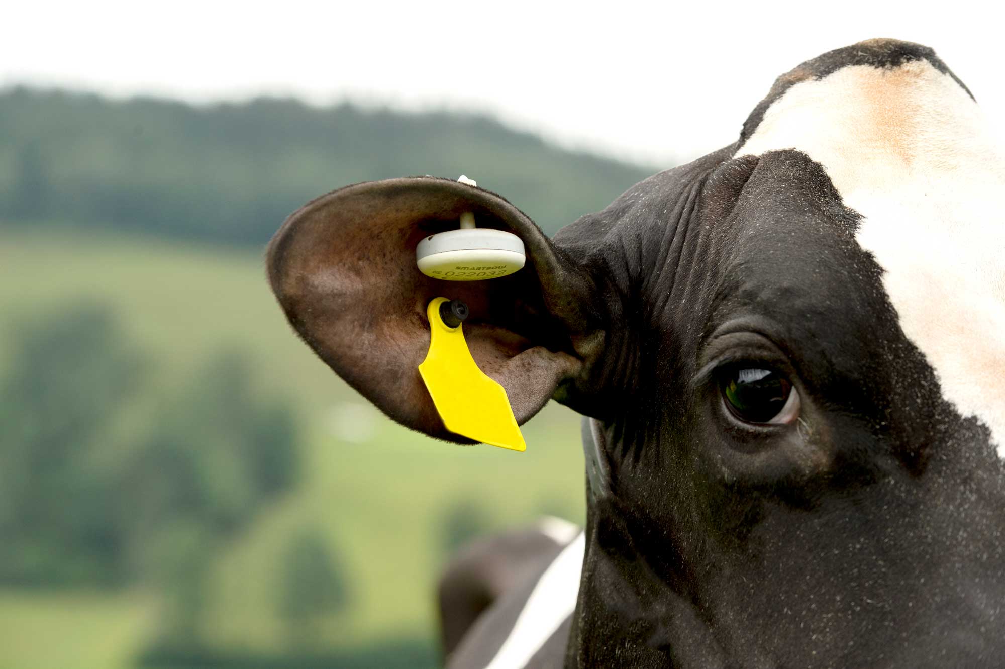 Monitoring best for early intervention during calving season
