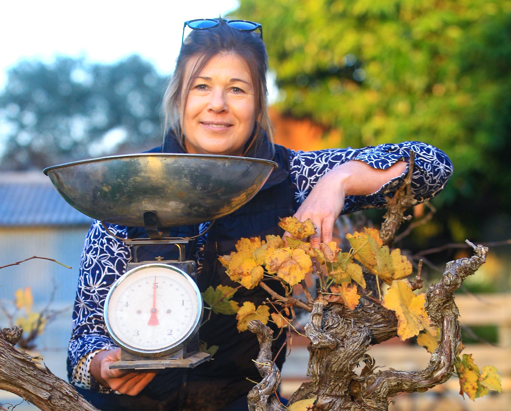 Estimating wine grape yield made easy