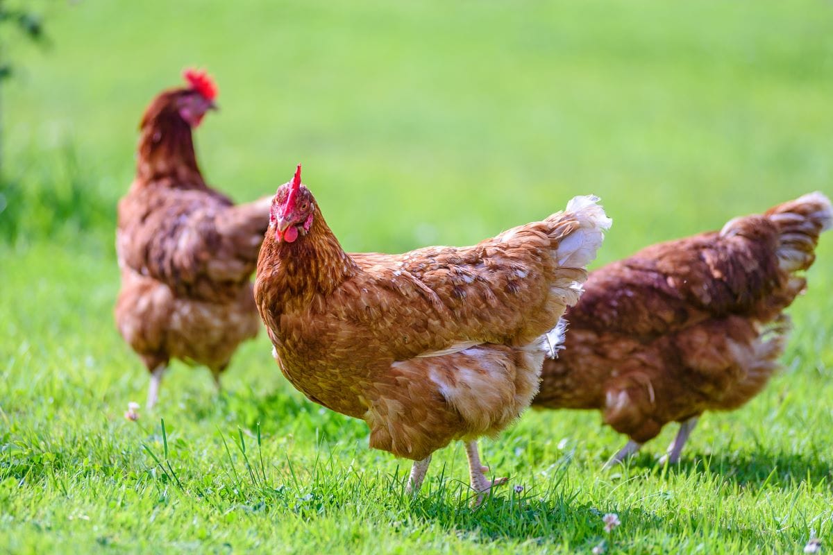Backyard chickens are here to stay