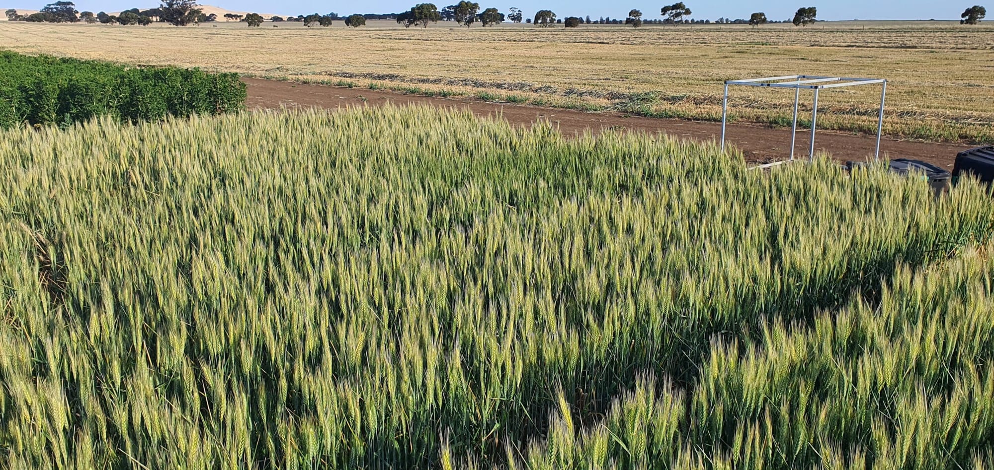 Update on SAGIT-funded research into paraquat ahead of proposed restrictions