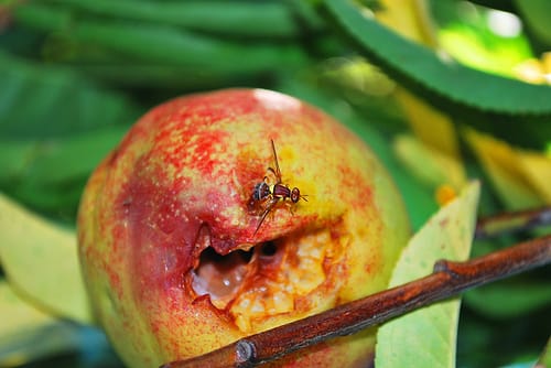 Fruit fly spreading in Riverland again?