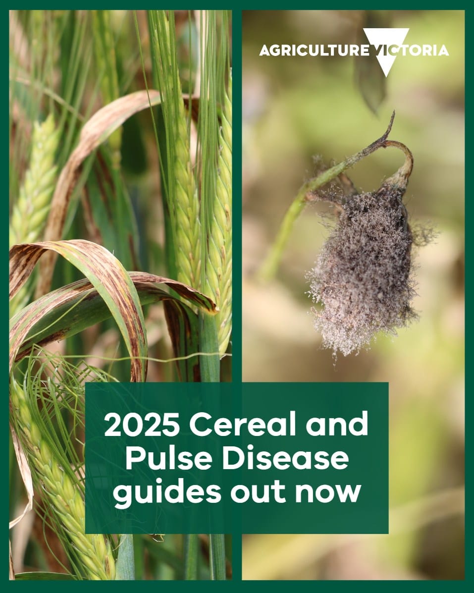 2025 cereal and pulse disease guides out now