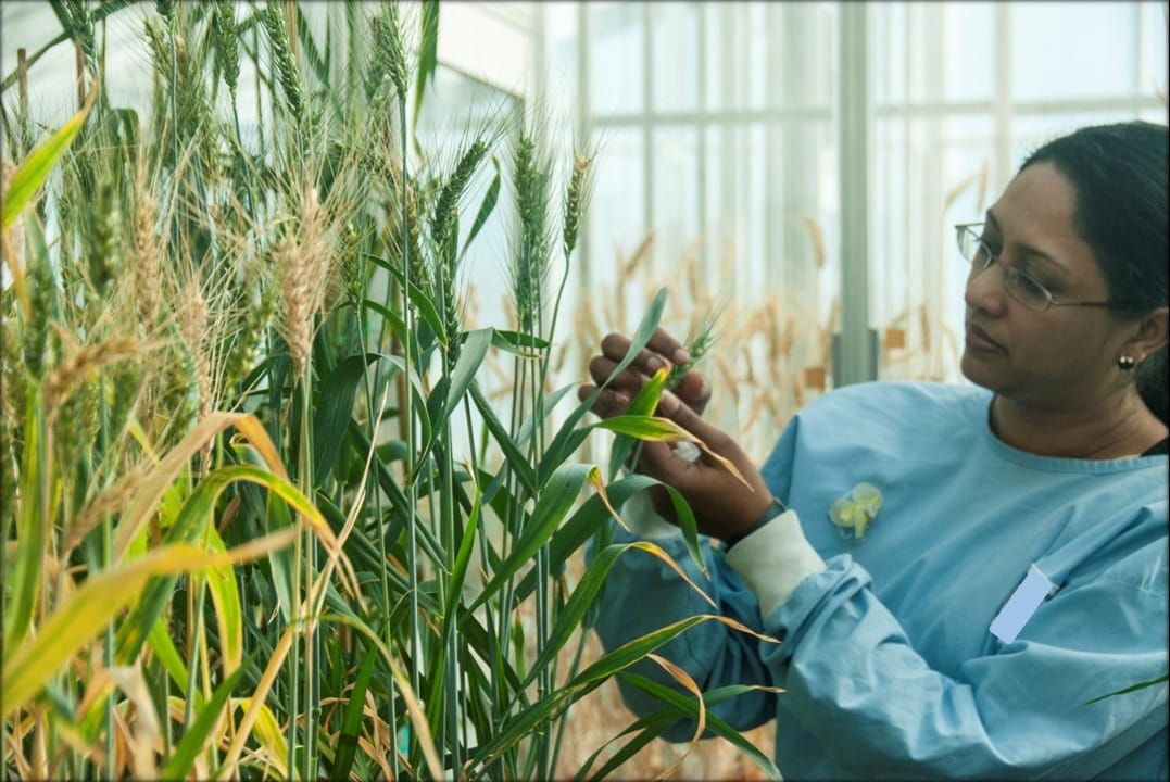 Developing stress resilient grain crops