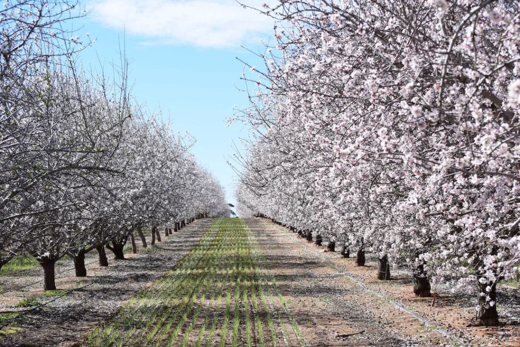 Almond orchard recycling trial a sustainability first
