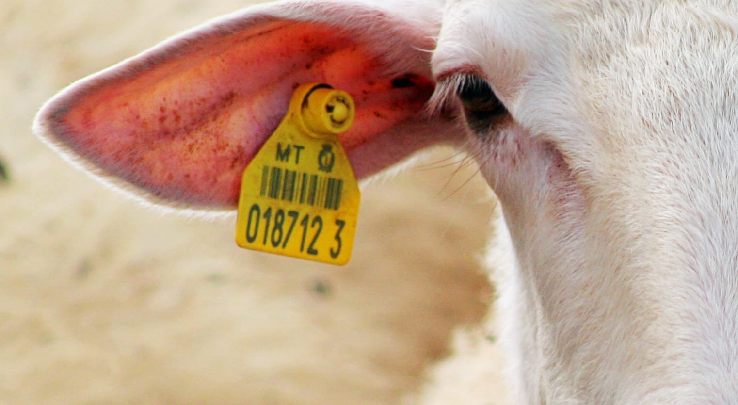 Rebate to assist eID equipment costs
