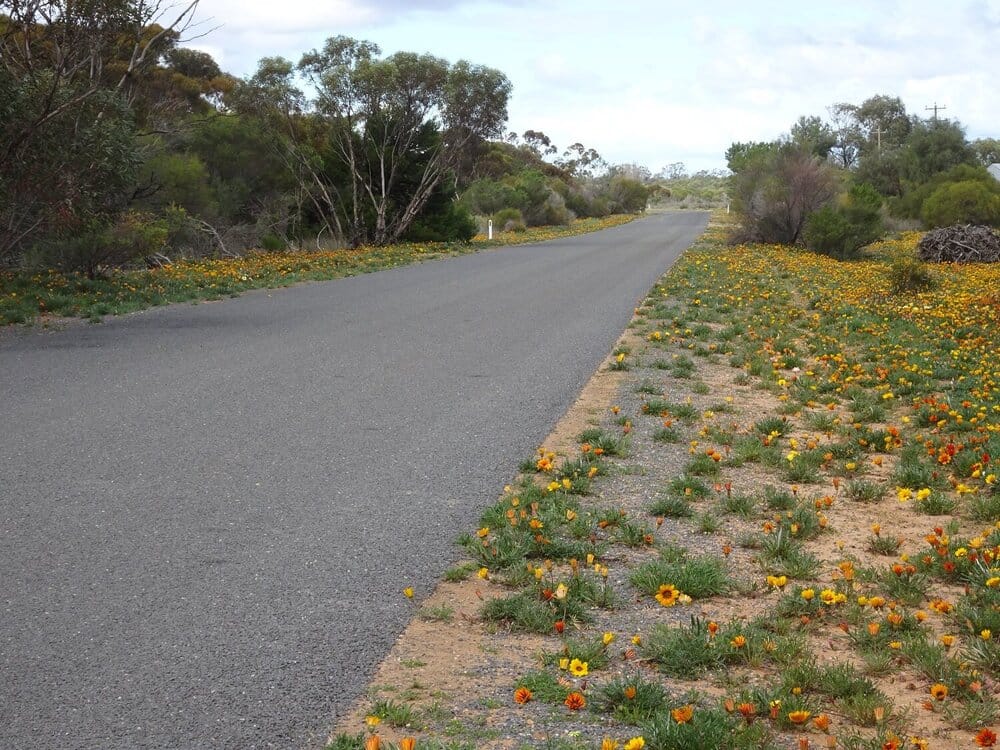 Gazania wars: Things you need to know about tackling a persistent weed