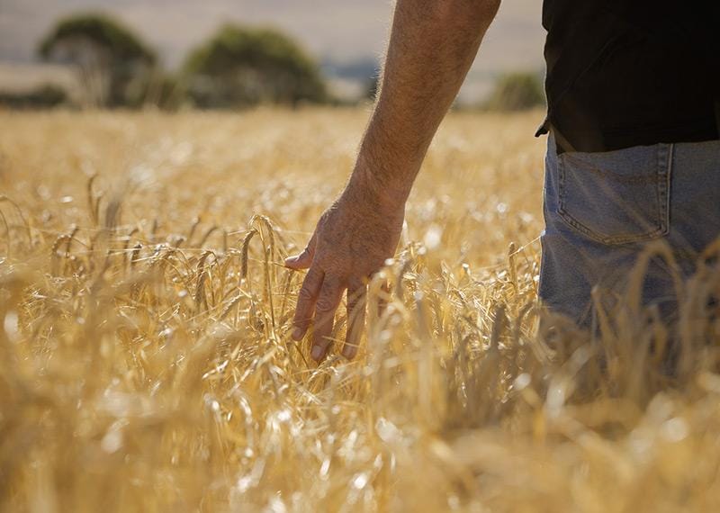 Farmer confidence holds steady in South Australia as late spring rain lifts yield expectations