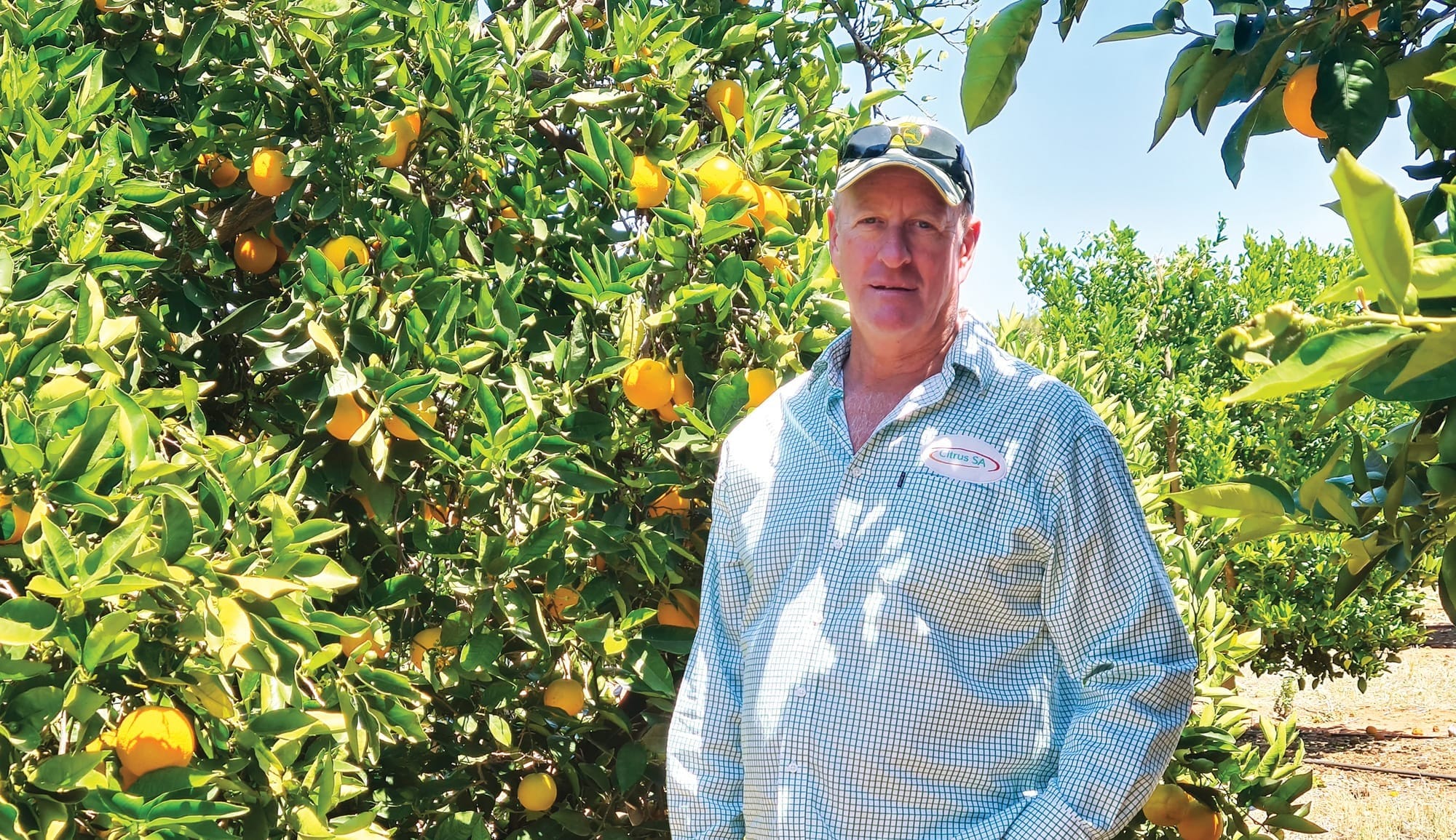 The citrus industry timebomb?