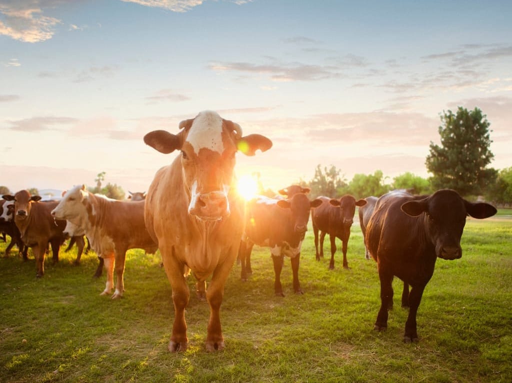 Snapshot reveals Aussie agriculture’s 20-year boom