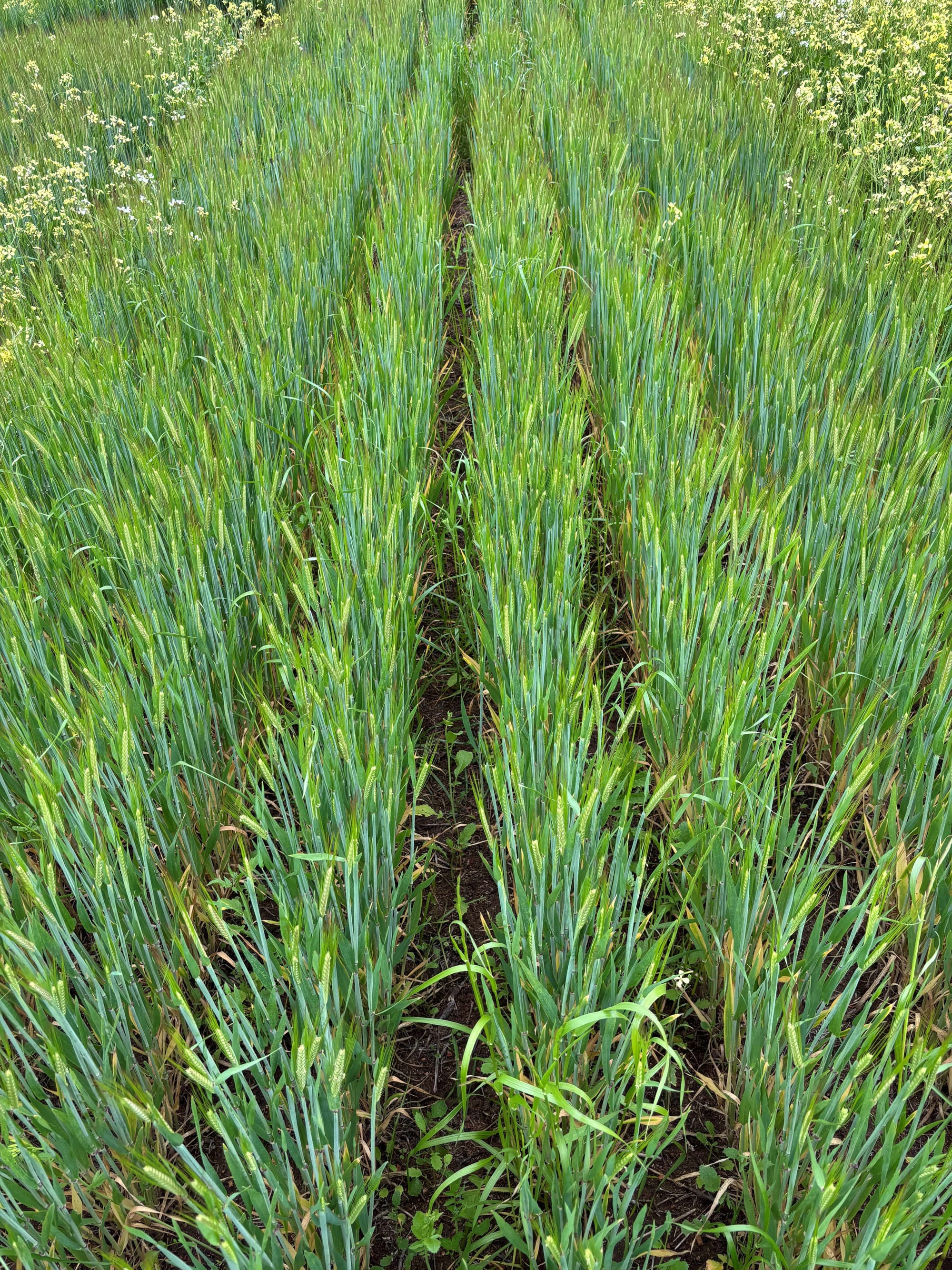 Flexible new herbicide partner improves weed control, resistance management