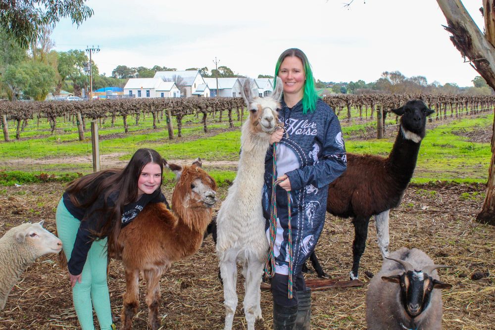 Semmlers reign supreme in SA’s llama market post image