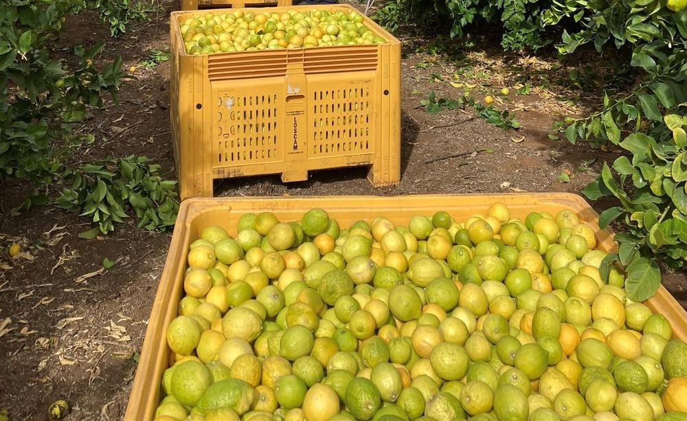 Managing crop harvest? There’s an app for that post image