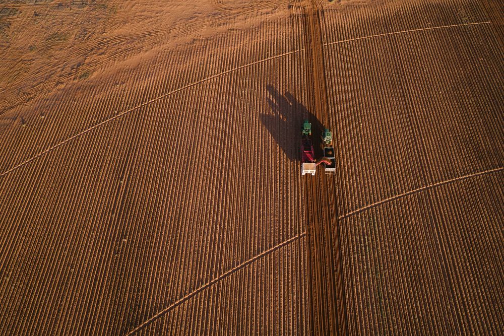 Potato shortage clear as spud post image