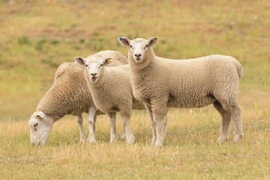 MLA’s Sheep Genetics program goes from strength to strength post image